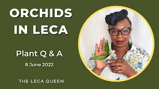 Your indoor plant QUESTIONS answered  Q & A 8 June  2022