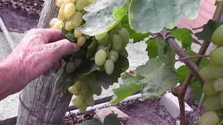 Сорт винограда "Седой" - сезон 2020 # Grape variety "Sedoj" - season 2020