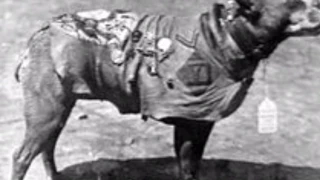 Sergeant Stubby | The badass WW1 dog!