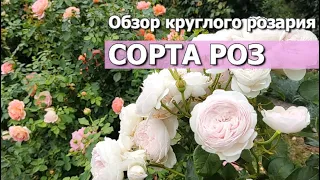 Обзор сортов роз на большой круглой клумбе (2 часть) | Сорта роз для красивого розария