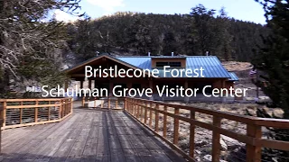 Visit the Bristlecone Forest