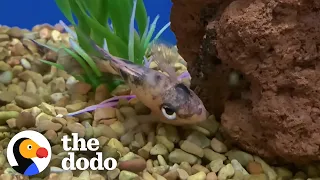 Guy Rescues Dying Fish From The Pet Store | The Dodo