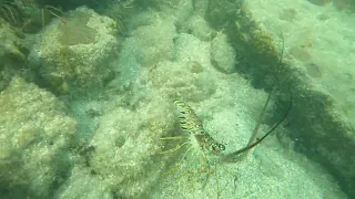 2024-04 Anguilla island. Lobsters are running away! - Part 4