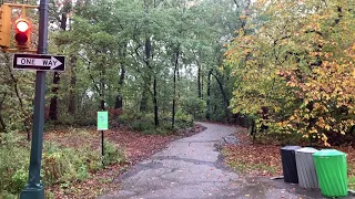 Two Hours of Rain in Central Park