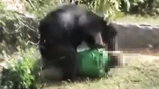 This Female Hiker Gets RIPPED APART by Grizzly Bear in Front of Her Family!