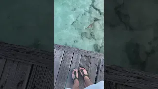 Baby sharks in The #Maldives 🩵 #travel #paradise #babyshark #maldivesisland