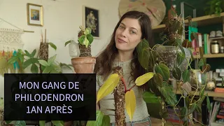 #3 COLLECTION UPDATE : JE VOUS MONTRE TOUTE MA COLLECTION DE PHILODENDRON 1 AN APRES