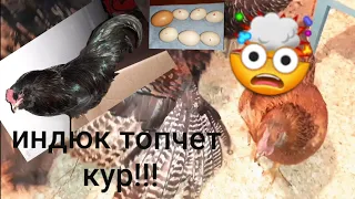 ИНДЮК ТОПЧЕТ КУР!!!          Мой ПЛАН на американца!!!