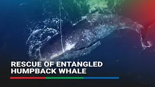 Two-day rescue succeeds in freeing entangled humpback whale off Australia