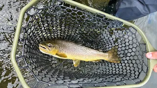 "Gotta LOVE FLY-FISHING for Wild Trout in Central PA!!"