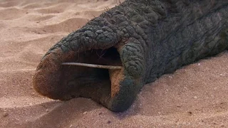 Agonising Wait For Elephant To Wake Up | This Wild Life | BBC