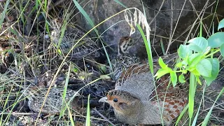 Куропатки - превосходные маскировщики / Grey partridges are excellent disguises!