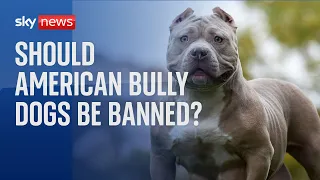 Dangerous Dogs: Should American Bully dogs be banned?