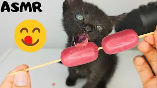 Kitten eating Sausage ASMR #8