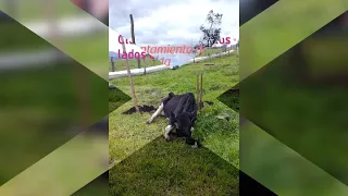 Un ejemplo de como levantar una vaca