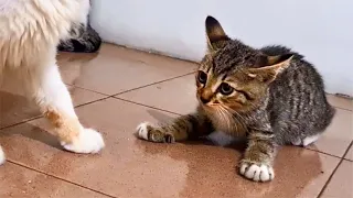 The Rescued Kitten Wants To Play With Cat But KITTEN SCARED Of Cat - Cats Meowing