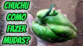 Como fazer muda de chuchu enraizar brotar e plantar de forma rápida simples em casa. Passo a passo