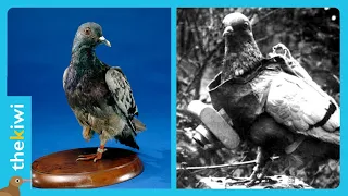 Cher Ami: The messenger pigeon that saved 200 people during World War I