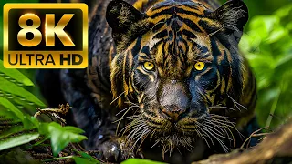 Legend Of The Wild 8K (120fps) ULTRA HD - With Nature Sounds (Colorfully Dynamic)