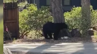 Bear Breaks Into Lake Tahoe Garage