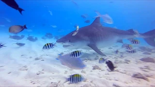 Potápění na Maledivách 2020