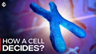 How Cells Decide Between X And Y Chromosomes? Explained