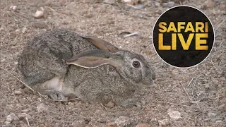 safariLIVE  -  Sunset Safari - August 13, 2018