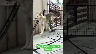 Very talented dog jumps over the gate