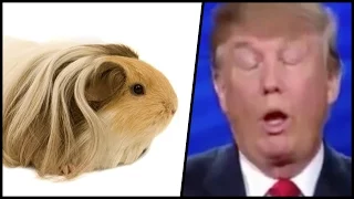 Guinea Pigs React to Donald Trump