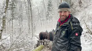 Holzrücken im Allgäu mit selbstgemachtem Ledergeschirr für die Pferde