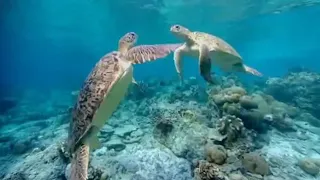 Dangerous Breeding | Turtle's Guide to the Pacific | BBC Earth