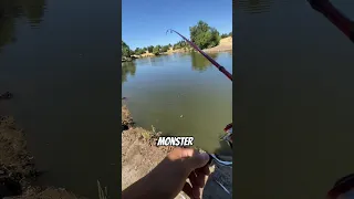 This pond was stacked with BABY FISH!!😱 Follow for fishing content! 🔥 #fishing #pondfishingforbass