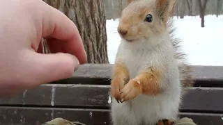 Незнакомая белка, которая даёт гладиться / Stroked an unfamiliar squirrel