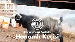 HONAMLI KEÇİSİ Hakkında Bilinmesi Gerekenler