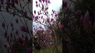 Magnolia blossomed