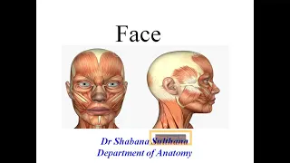 Anatomy of Face - Muscles, vessels, nerves Dr Shabana lectures Head and neck