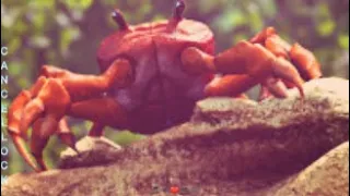 Crab Rave cover