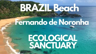 BRAZIL Beach | Travel to Fernando de Noronha |  ISLAND with Many Dolphins | ECOLOGICAL SANCTUARY【4K】