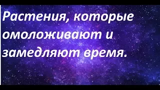 Растения, которые омолаживают и замедляют время.