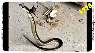 ПАУК АТАКУЕТ ЗМЕЮ 🐍 и другие ПРИКОЛЫ С ЖИВОТНЫМИ 😂 Funny Animals Compilation #728