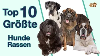 Die Top 10 der größten Hunderassen | Rangliste sortiert nach Höhe, Gewicht, Erscheinungsbild