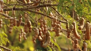 Awesome Tamarind Cultivation Technology - Tamarind farm and harvest - Tamarind Processing