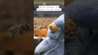 The Birth Of A Queen Bee 🐝