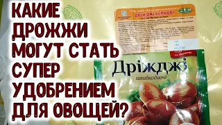 Какие дрожжи могут стать настоящим СУПЕР УДОБРЕНИЕМ для овощных растений? Уникальная подкормка