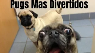 Los Pugs Más Graciosos 2018🐶😍👈|Jadu la Pug