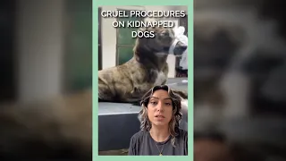 Cruel Procedures on Kidnapped Dogs #shorts