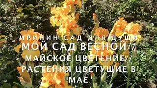 Мой сад весной//Майское цветение//Растения цветущие в мае