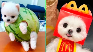 Cute Pomeranian Puppies Doing Funny Things #6 | Cute and Funny Dogs - Mini Pom