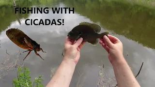 I Used Some Cicadas (and Plastic Lures) to Catch Some Fish!