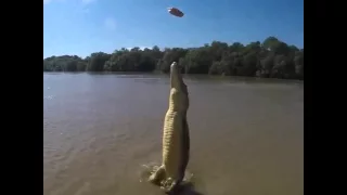 Crocodile Jumping Vertically Out Of A River